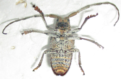 Crossotus stypticus aethiops