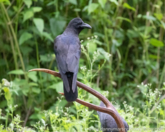 Corvus macrorhynchos culminatus