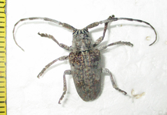 Crossotus stypticus aethiops