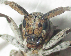 Crossotus stypticus aethiops