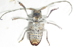 Crossotus stypticus aethiops