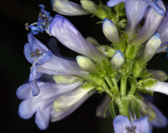 Penstemon procerus brachyanthus