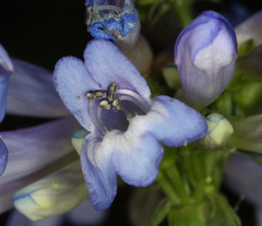 Penstemon procerus brachyanthus