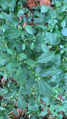 Dicliptera brachiata