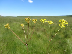 Annesorhiza schlechteri