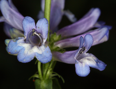 Penstemon procerus brachyanthus