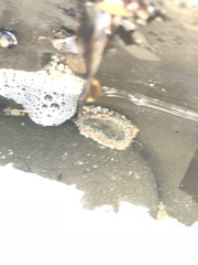 Anthopleura elegantissima