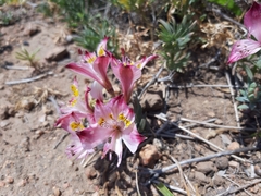 Alstroemeria hookeri