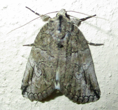 Prionofrontia strigata