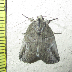 Prionofrontia strigata