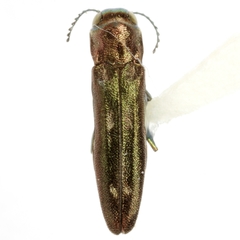 Agrilus fallax