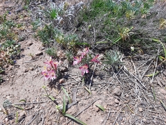 Alstroemeria hookeri