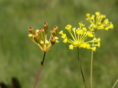 Annesorhiza schlechteri