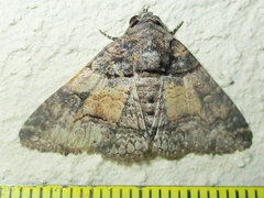 Pericyma atrifusa