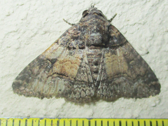Pericyma atrifusa