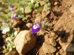 Hygrophila serpyllum