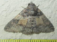Pericyma atrifusa