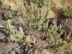 Lepidagathis cuspidata