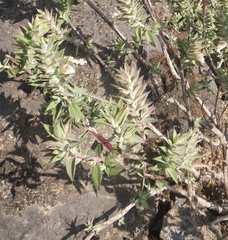 Lepidagathis cuspidata