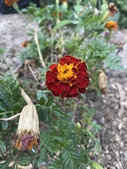 Tagetes