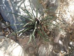 Agave schottii schottii