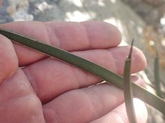 Agave schottii schottii