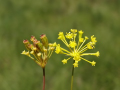 Annesorhiza schlechteri