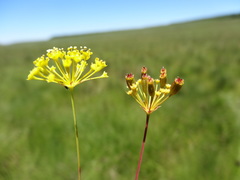 Annesorhiza schlechteri