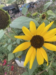 Helianthus