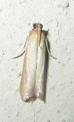 Oncocera