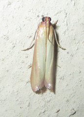 Oncocera
