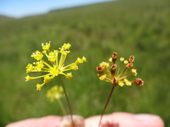 Annesorhiza schlechteri