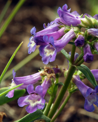 Penstemon procerus formosus