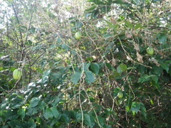 Cucumis sativus hardwickii