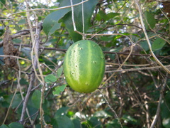 Cucumis sativus hardwickii