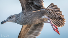 Larus argentatus image