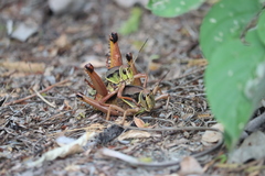 Brachystola behrensii
