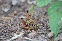 Brachystola behrensii
