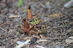 Brachystola behrensii
