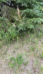 Bromus inermis