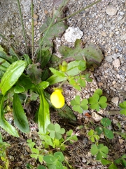 Calceolariaceae