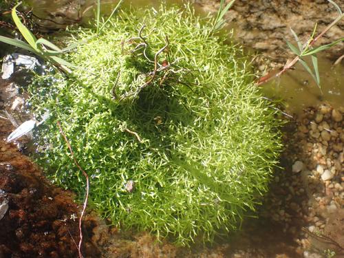 Riccia fluitans
