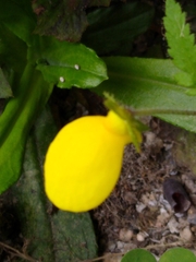 Calceolariaceae