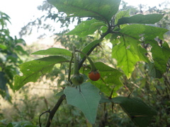 Solanum hovei
