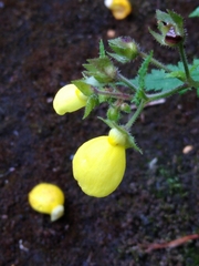 Calceolariaceae