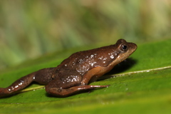 Microbatrachella capensis