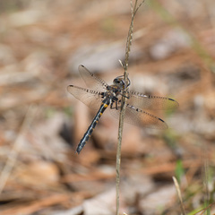 Helocordulia selysii