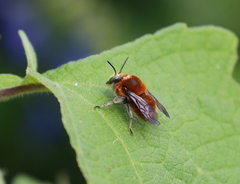 Trachusa mitchelli