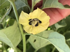 Physalis mollis