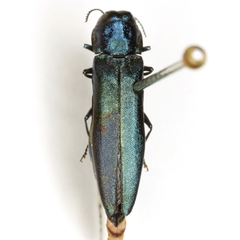Agrilus acutipennis